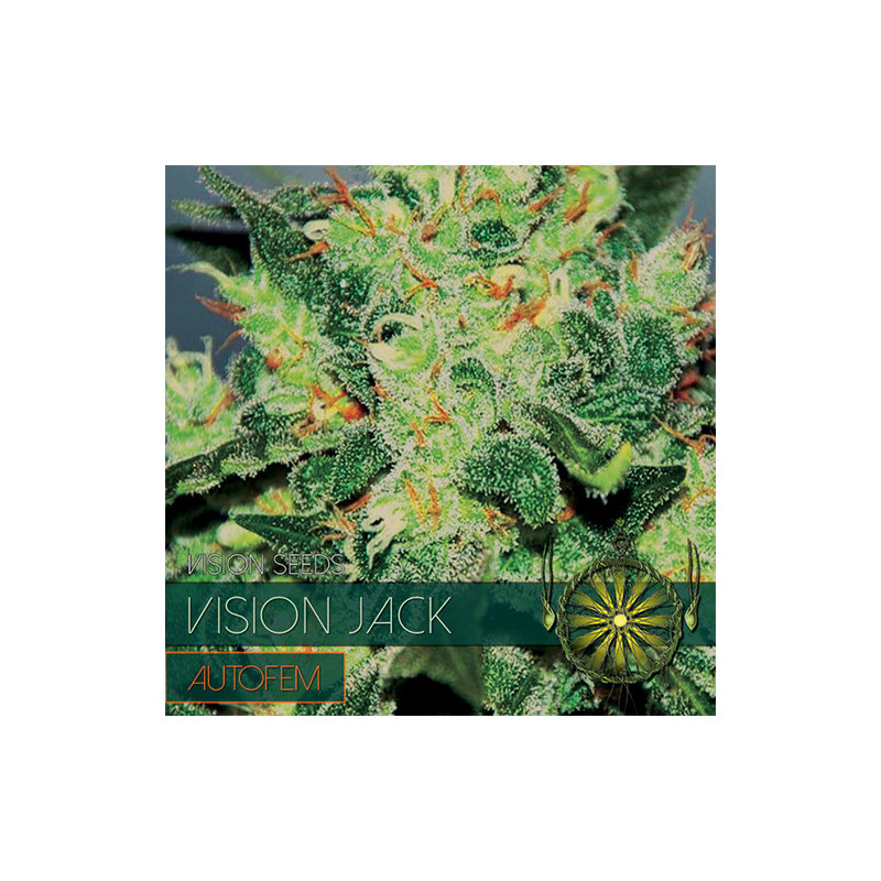 Vision Jack - Autofloraison - Vision Seeds