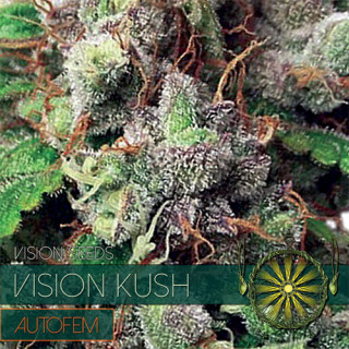 Vision kush - Autofloraison - Vision Seeds