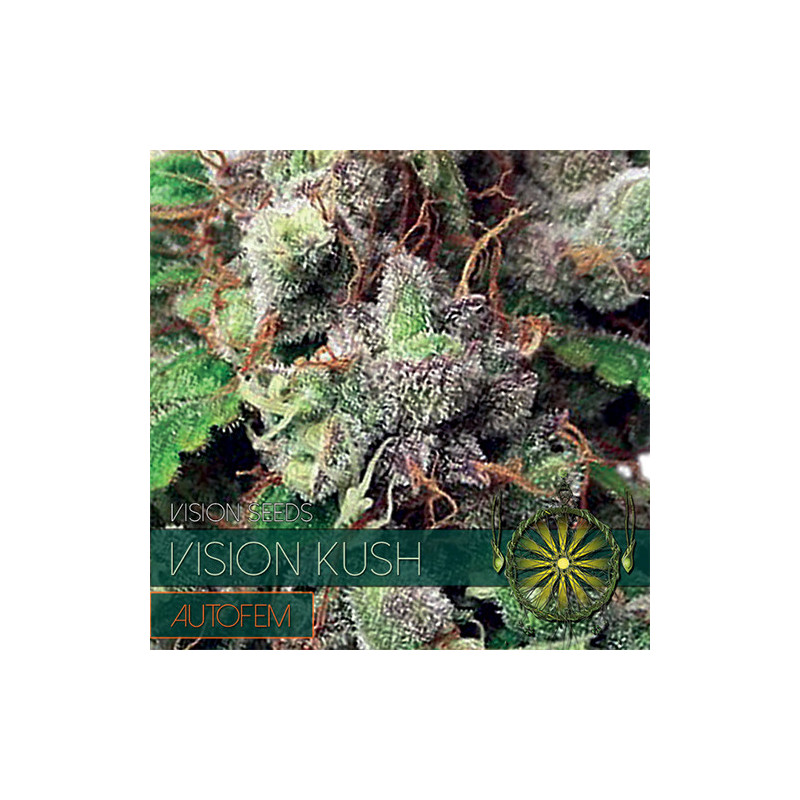 Vision kush - Autofloraison - Vision Seeds