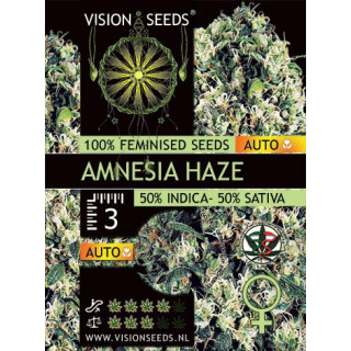 Amnesia haze auto vision seeds