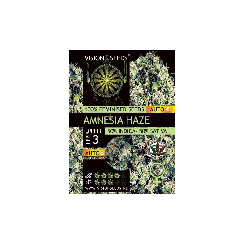 Amnesia haze auto vision seeds