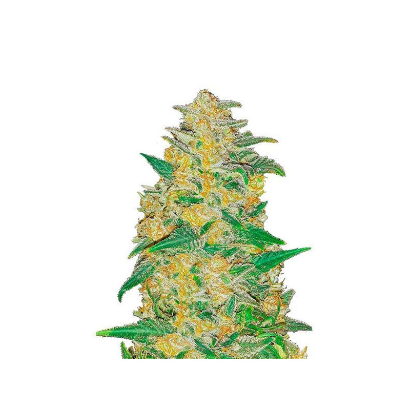 AK - Autofloraison - FastBuds