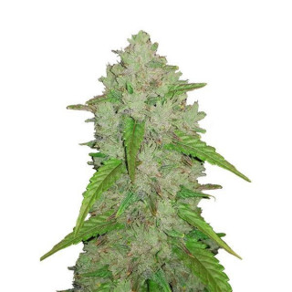 Amnesia Haze - Autofloraison - FastBuds