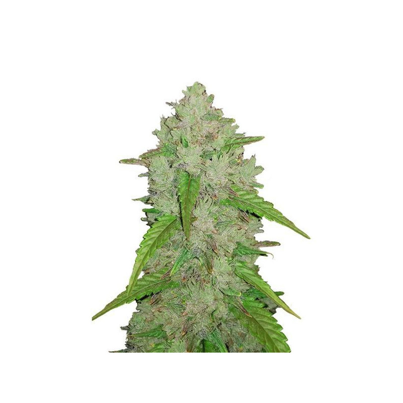 Amnesia Haze Auto - FastBuds - Graines de Collection