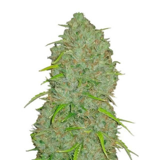 Jack Herer Auto - FastBuds
