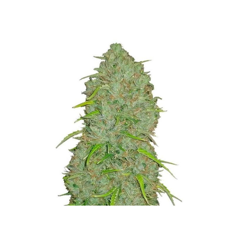 Jack Herer Auto - FastBuds