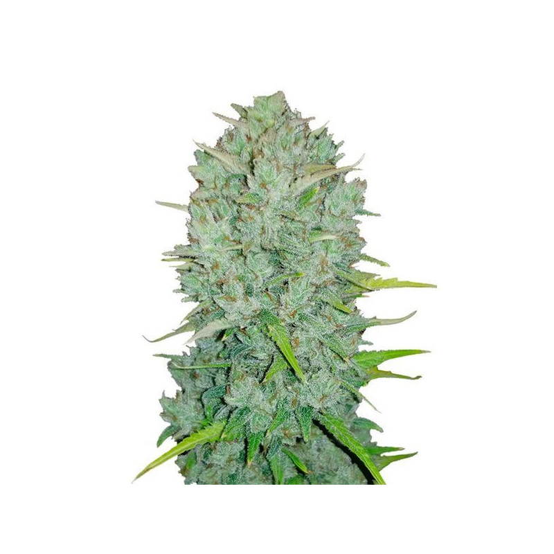 Northern Lights Auto - FastBuds - Graines de Collection