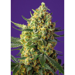 Crystal Candy XL - Autofloraison - Sweet Seeds