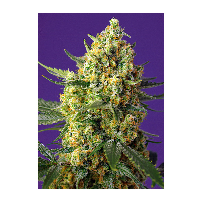 Crystal Candy XL Auto - Sweet Seeds - Graines de Collection