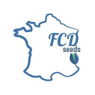 Cheese feminisee FCD Seeds