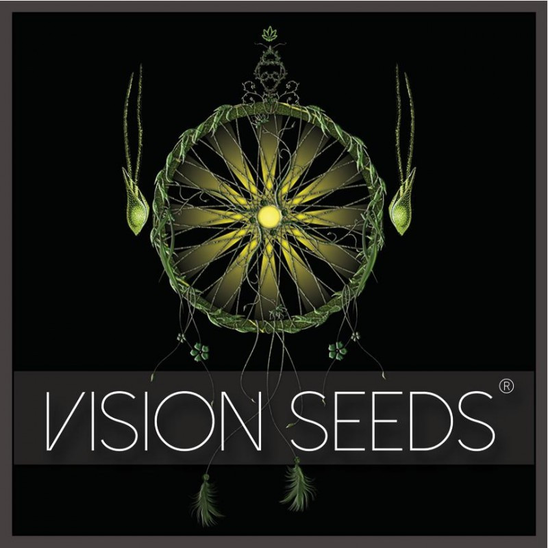 Vision cookies vision seeds féminisée Graines de Collection