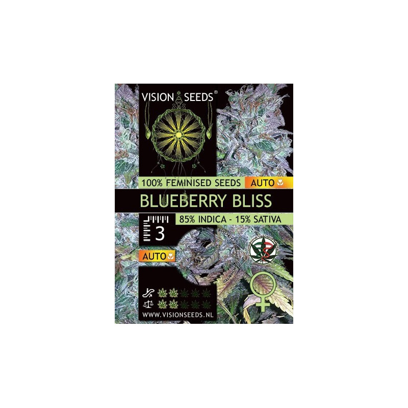 Blueberrry bliss auto vision seeds