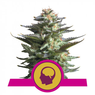 Amnesia haze féminisée royal queen seeds