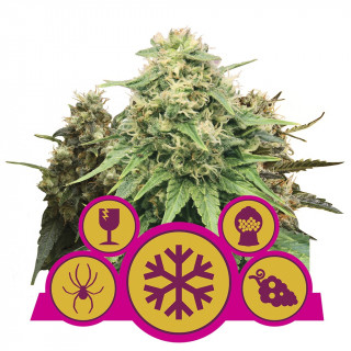 Feminized mix royal queen seeds