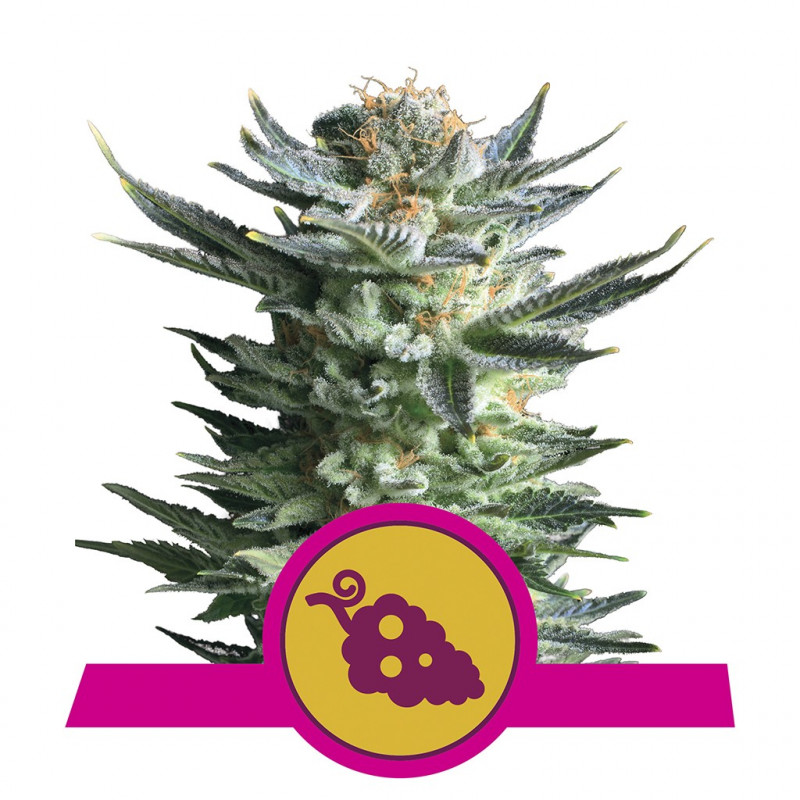 Fruit spirit royal queen seeds féminisée