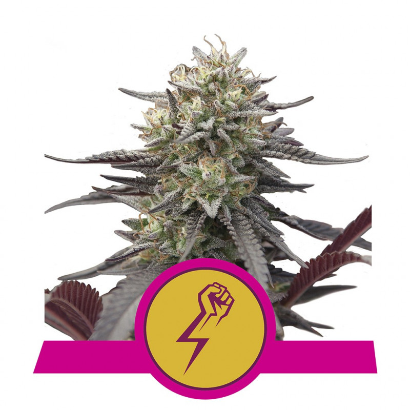 Green crack punch royal queen seeds féminisée