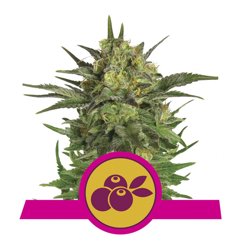 Haze berry royal queen seeds féminisée