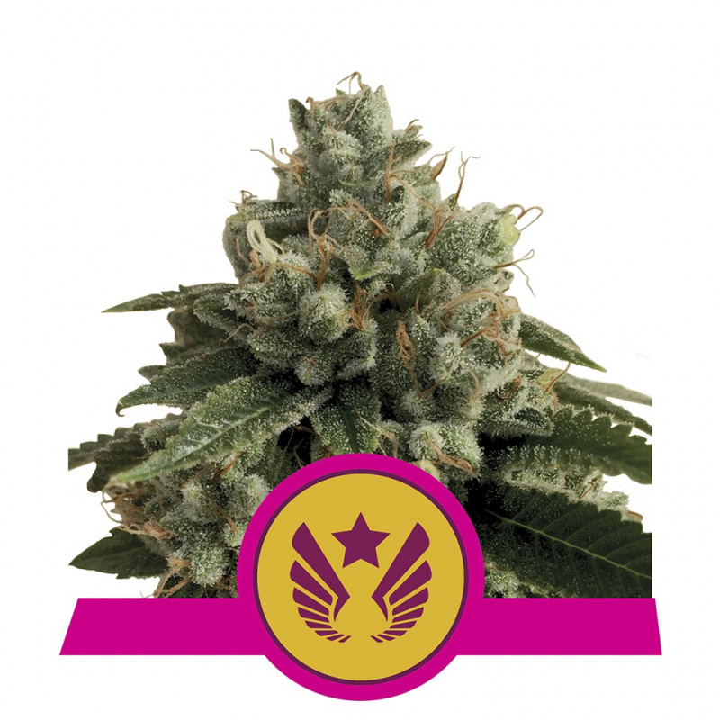 Legendary OG punch royal queen seeds