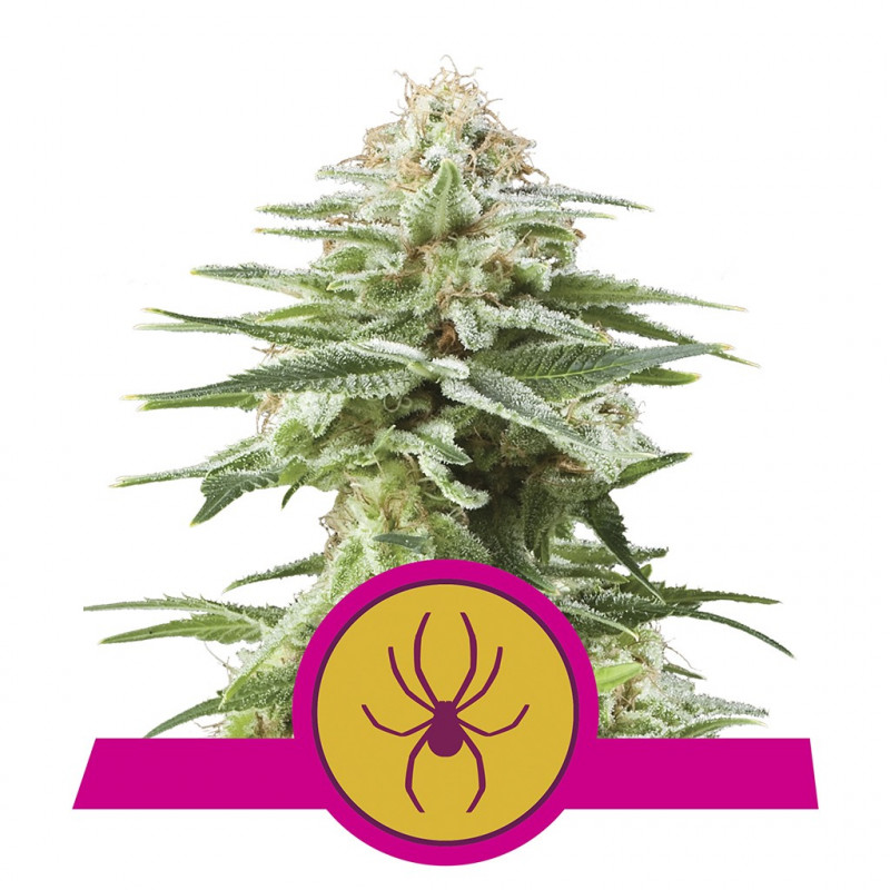 White widow royal queen seeds féminisée