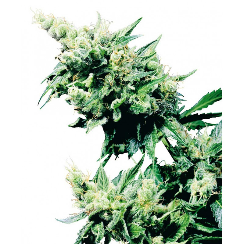 Hash plant sensi seeds régulières Graines de Collection