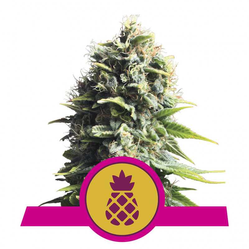 Pineapple kush royal queen seeds féminisée