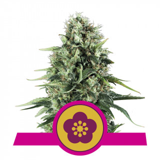 Power flower royal queen seeds féminisée