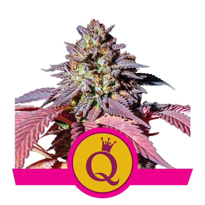 Purple queen royal queen seeds féminisée