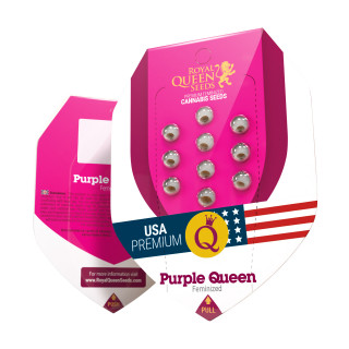 Purple queen royal queen seeds féminisée