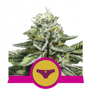 Sherbet queen royal queen seeds féminisée