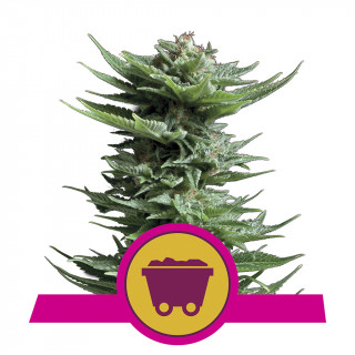 Shining silver haze royal queen seeds féminisée