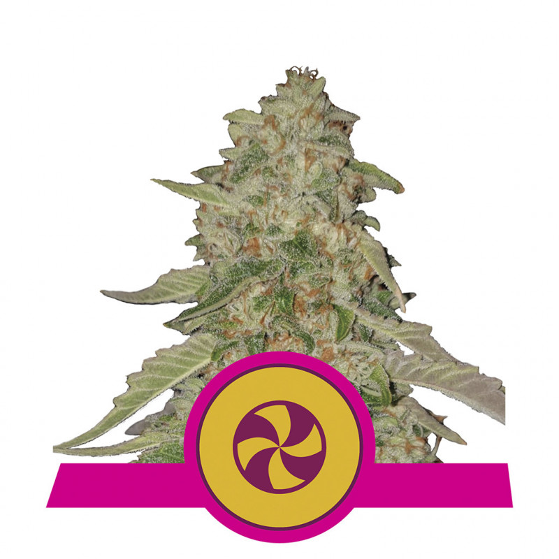 Sweet ZZ royal queen seeds féminisée