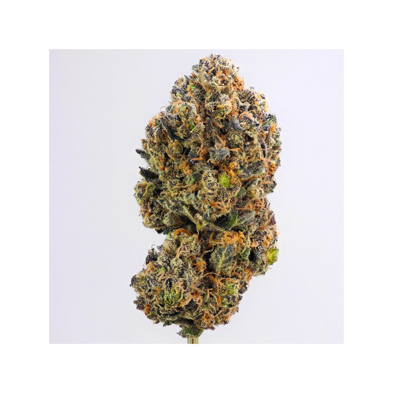 Sweet ZZ royal queen seeds féminisée Sweet ZZ royal queen seeds féminisée