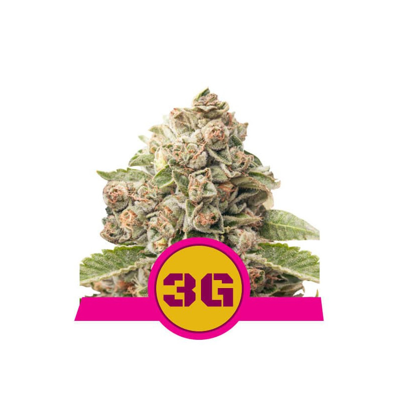 Triple G royal queen seeds féminisée