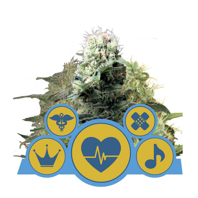 CBD Mix - Féminisée - Royal Queen Seeds