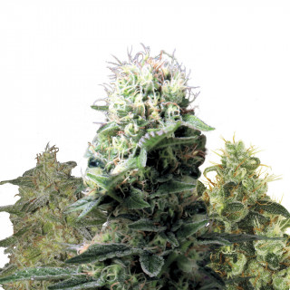 CBD Mix - Féminisée - Royal Queen Seeds