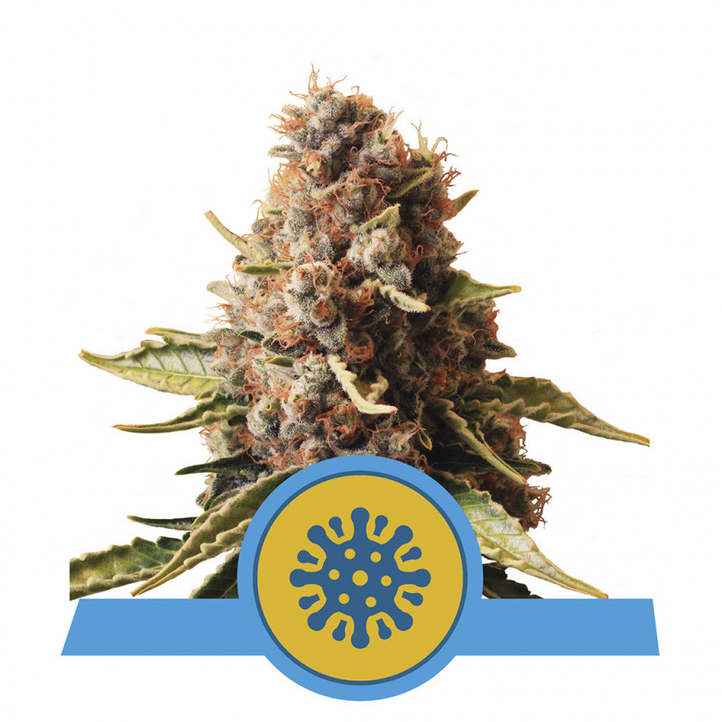 Euphoria CBD royal queen seeds féminisée