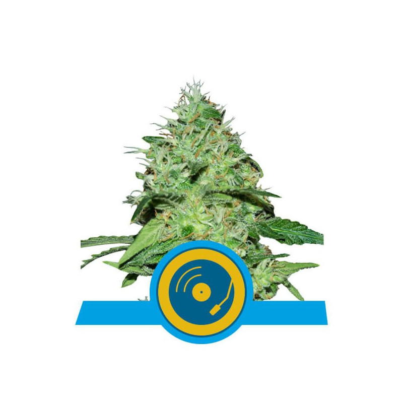 Joanne's CBD royal queen seeds féminisée Joanne's CBD royal queen seeds féminisée
