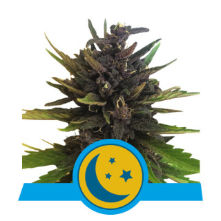 Purplematic CBD royal queen seeds