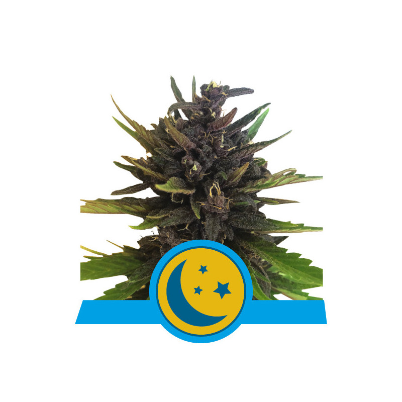 Purplematic CBD royal queen seeds