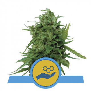 Solomatic CBD auto royal queen seeds