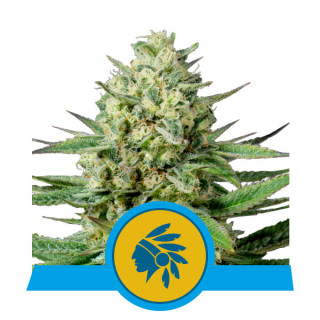 Tatanka pure CBD royal queen seeds féminisée