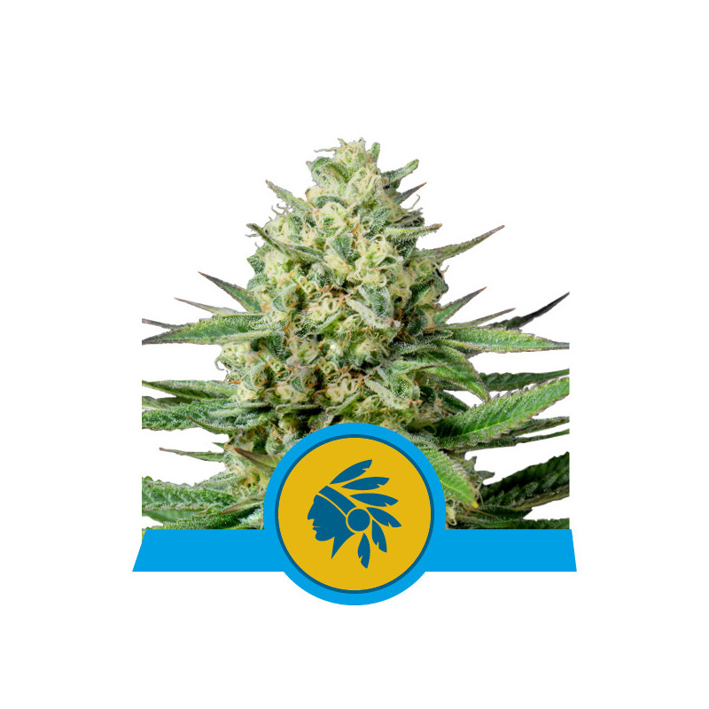 Tatanka pure CBD royal queen seeds féminisée