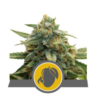 Mango crunch royal queen seeds régulière