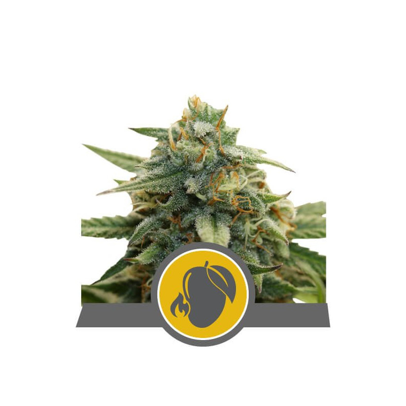 Mango crunch royal queen seeds régulière