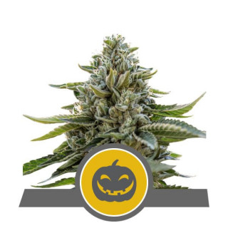 Pumpkin kush royal queen seeds régulière