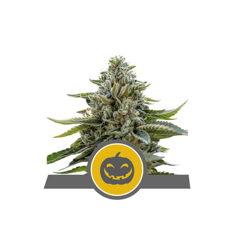 Pumpkin kush royal queen seeds régulière