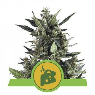Blue cheese automatic royal queen seeds