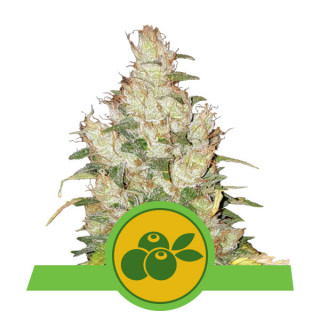 Haze Berry Automatic - Royal Queen Seeds