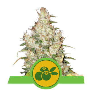 Haze berry automatic royal queen seeds