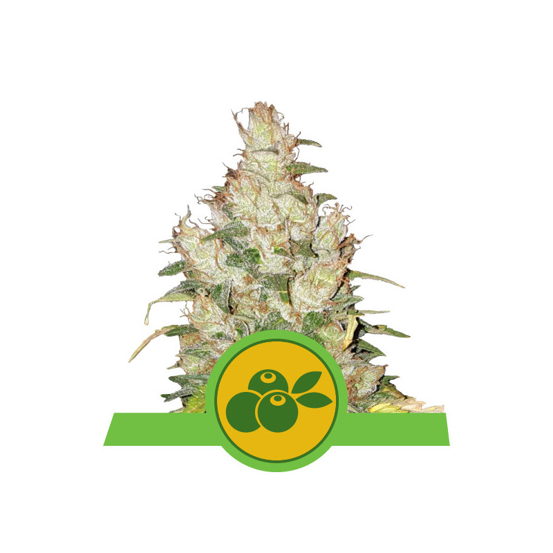 Haze berry automatic royal queen seeds